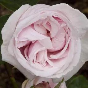 Souvenir de la Malmaison Rose (Rosa Souvenir de la Malmaison) 3